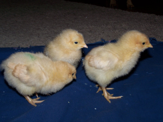 Buff Orpington chicks