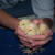 Buff Orpington chicks Buff Orpington chicks