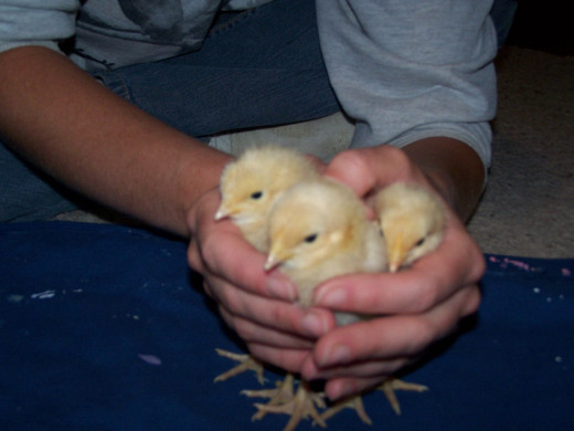 Buff Orpington chicks