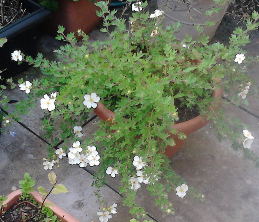 I am not sure of the name of this beautiful plant. Maybe someone can tell me what it is!!!