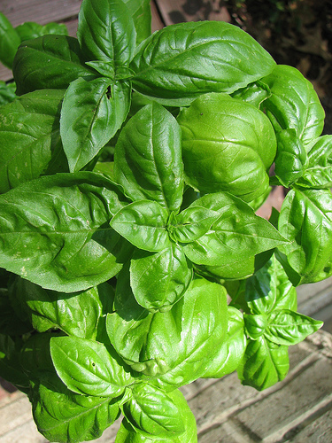 Fresh basil is a classic way to flavor tomato sauce