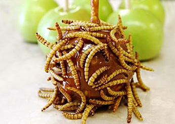 Meal worm covered caramel apple (Arizona)