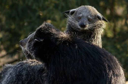 The Binturong or Asian Bearcat: The Only Mammal that ...