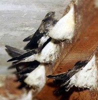 Swiftlet and their nest...