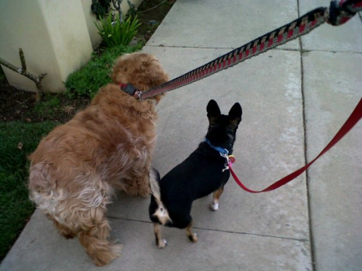 Sammy with his baby brother on his favorite past time a walk through the neighborhood.