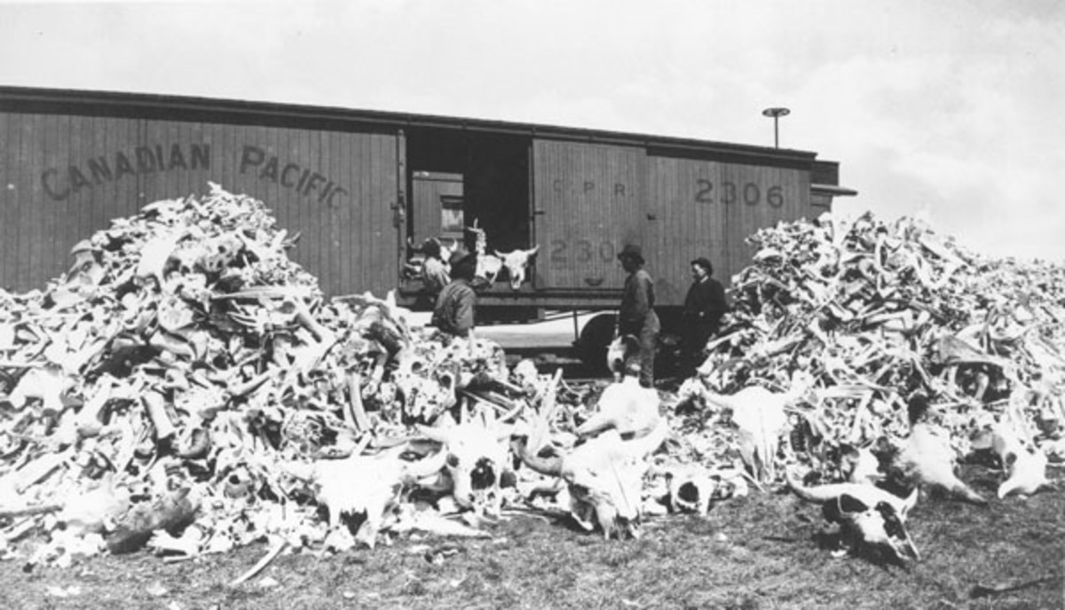From the Collections of Canada site.  Millions of buffalo were slaughtered on the prairies -- mostly for their skins.  http://www.collectionscanada.gc.ca/trains/kids/021007-5050-e.html