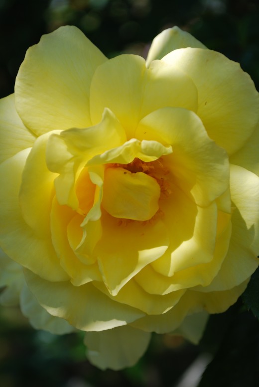 yellow roses