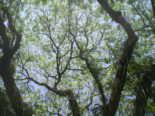 Roble in Colombia
