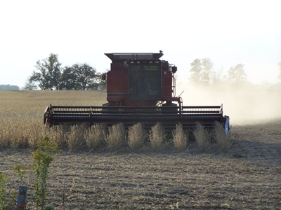 Soybeans harvesting