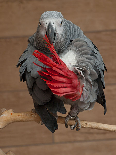 African Greys have a foot  preference. 