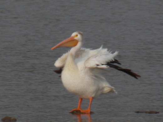 American White Pelican