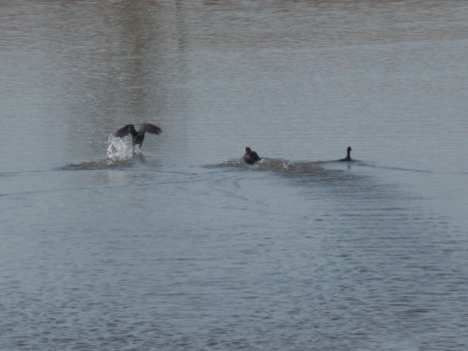 Coot Runs on Water