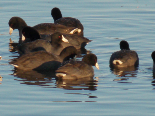 American Coots