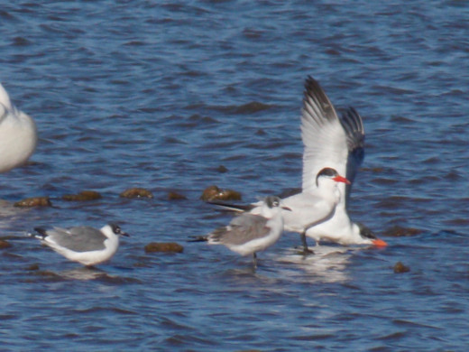 Forster's Tern(right) and Bonaparte's Gull(left)
