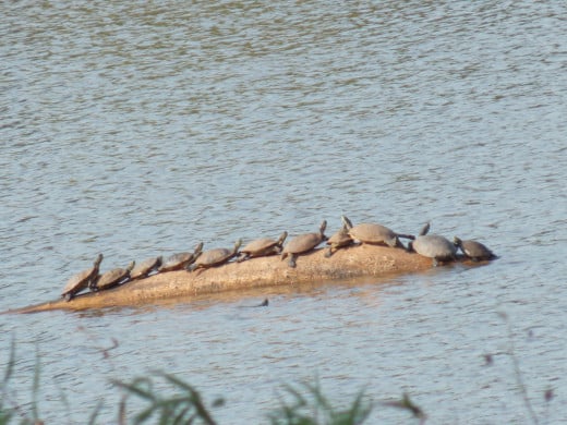 Line of Painted Turtles