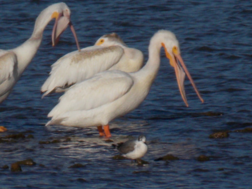 American White Pelican
