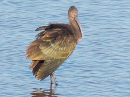 Glossy Ibis