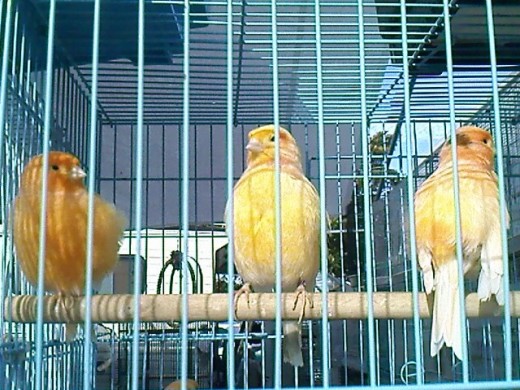 Looks like this birds doesn't mind me taking a photo of them. And I had spent some minutes just looking at them and on some birds. They're lovely.