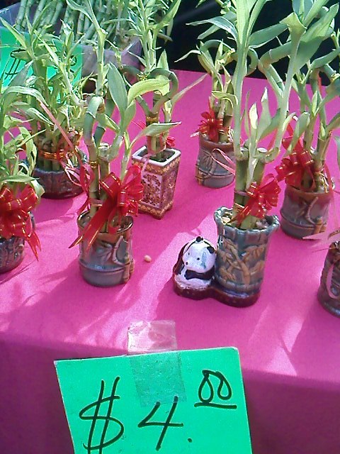 Lucky bamboo plants I had spotted. These are worth $4 each but if you're only after the lucky bamboos, they are available for $1 a bundle.