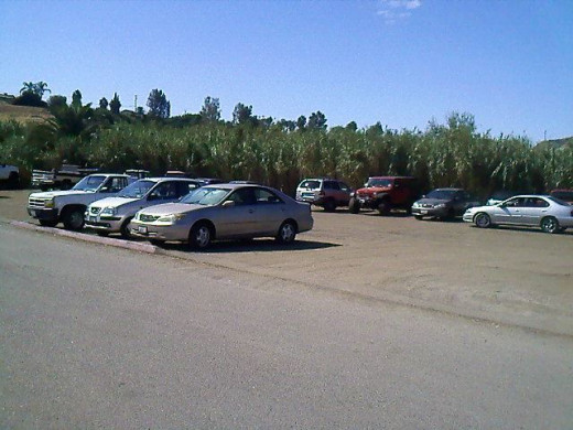 Walking back to where we parked. I couldn't help it but take a shot of that spot where those tall shrubs are.
