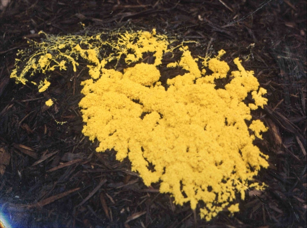 Slime mold-- is it solving a puzzle or thinking about which train to catch?