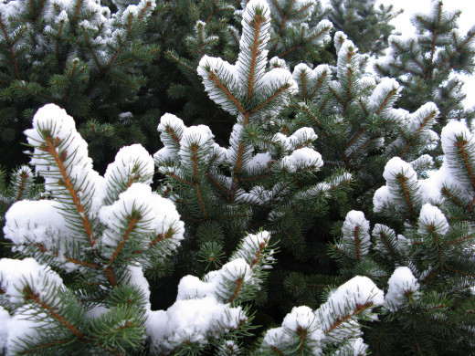 Blue spruce with snow
