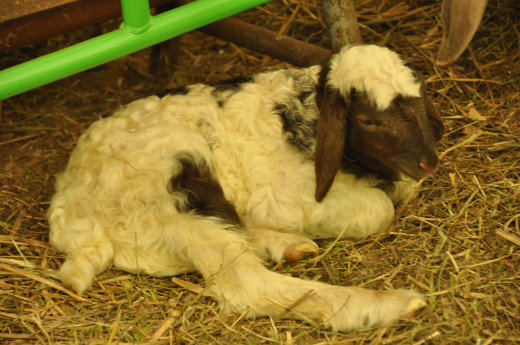 Lamb at Springtime