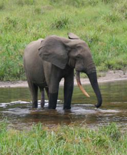 African Forest Elephants: Rumble In The Jungle