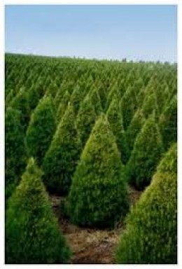 do christmas trees go on sale black friday holidappy do christmas trees go on sale black friday holidappy