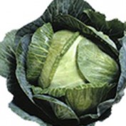 Cabbage profile image