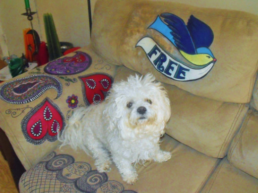 Coco loves her new sofa!