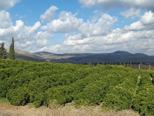 Lemon Orchard in Galilee, Israel by David Shankbone