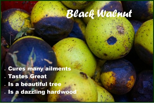 Black Walnut and What You Can Do With It Black Walnut and What You Can Do With It