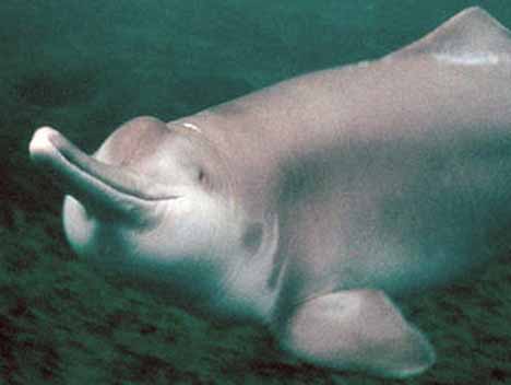 The freshwater river Baiiji dolphin.