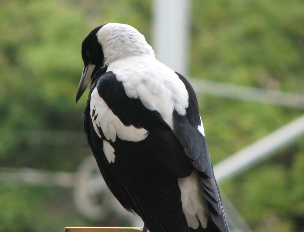 Magpie on a bird feeder on my verandah - it's meant to be a meat eater!