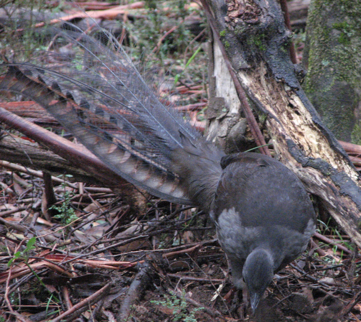 While I stood very still, the male lyrebird scratched nearby. Extremely hard to capture in the forest with dark light. Melbourne, Australia.
