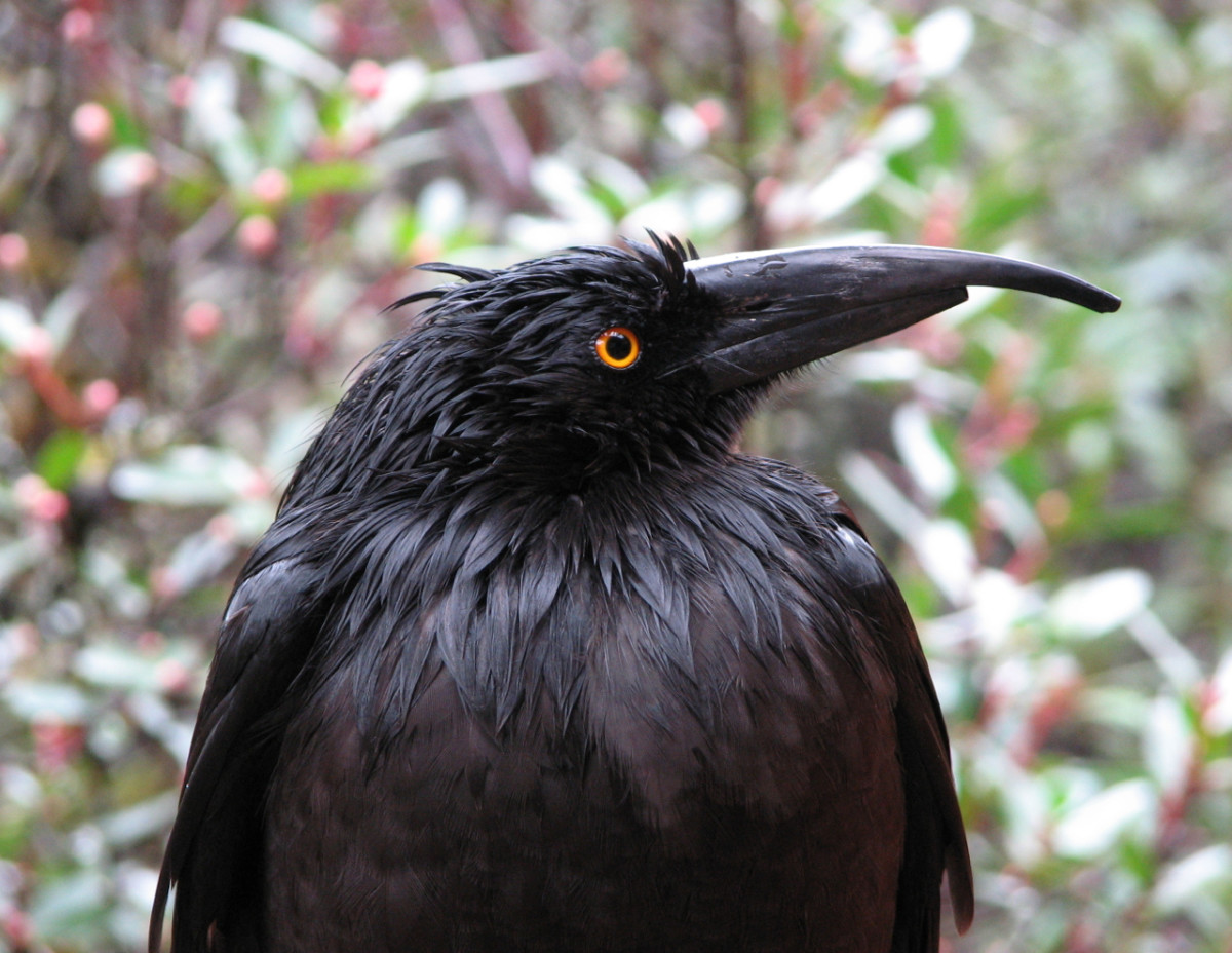 A bedraggled old currawong in the rain - it looked at me so intently that it was easy to focus on its eyes.