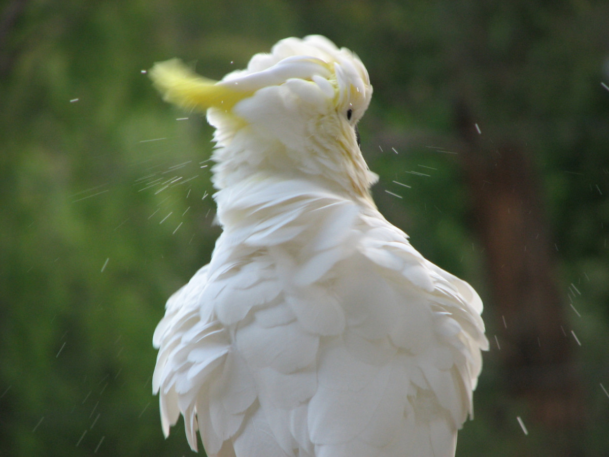 A cockatoo, shaking off the rain, Melbourne, Australia.