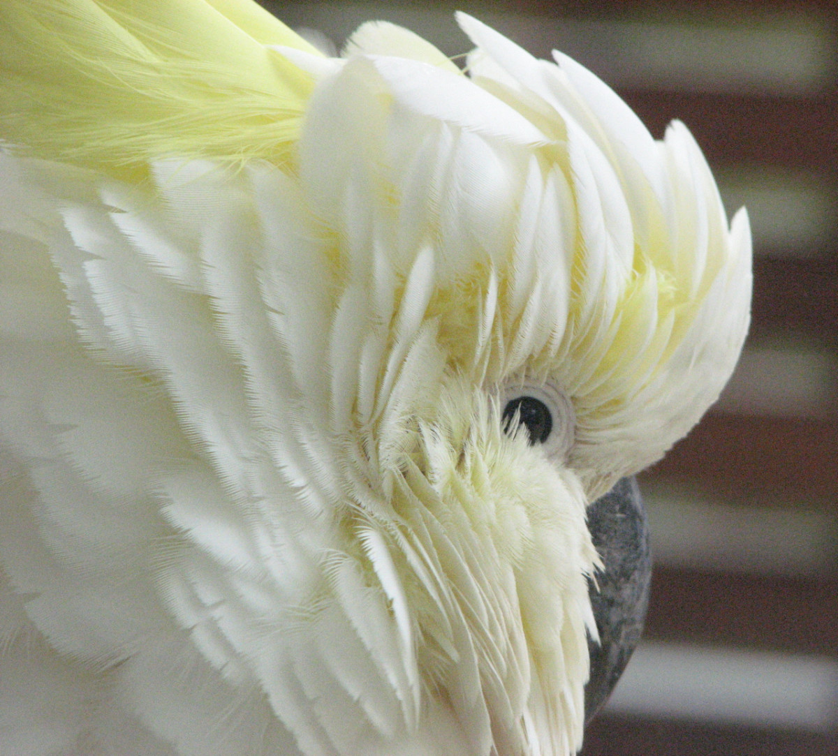 A close up of a cockatoo, ruffled against a cold wind. The frame is filled with the bird's face, focused on the eyes.