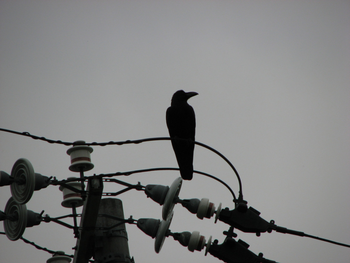 A silhouette against a grey sky of a crow in Wakanai, Japan.