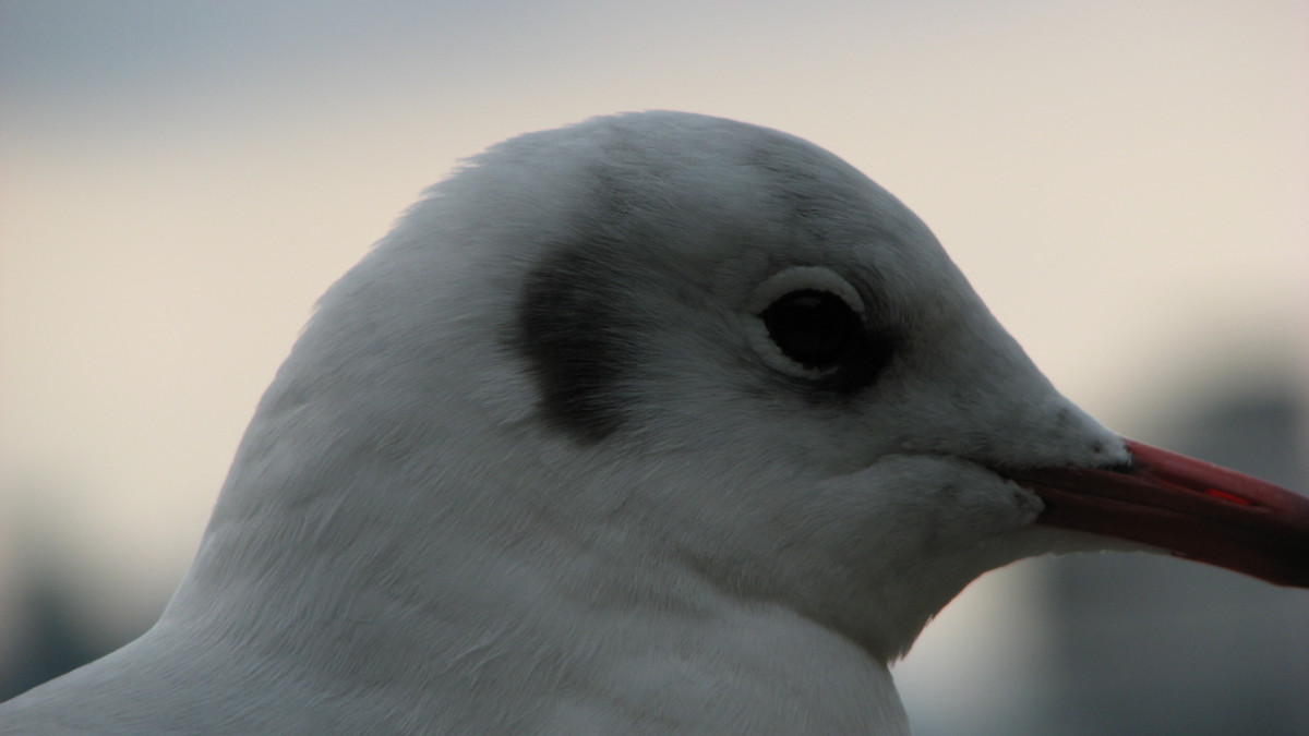 With the light fading towards evening, detail in the gull's face is lost, especially around the eyes.