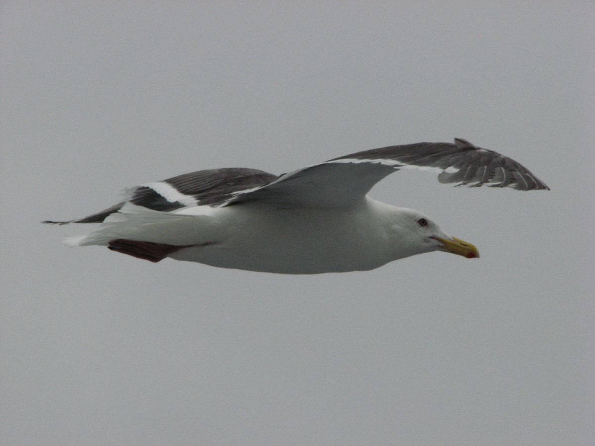 A seagull flying over the ferry, Rebun Island, Japan.
