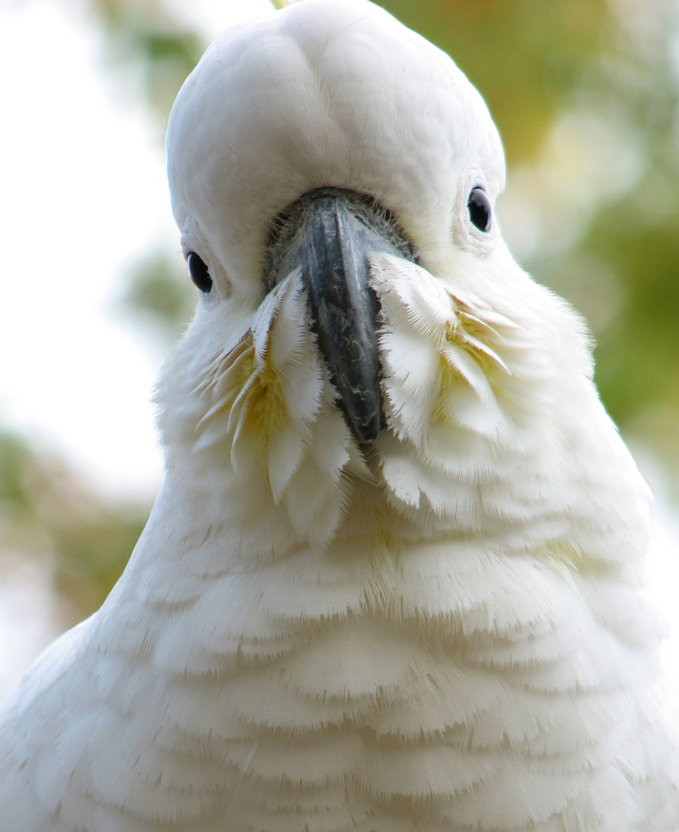 Looking straight at me, a cockatoo on my verandah, Melbourne, Australia.