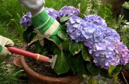 Planting a hydrangea