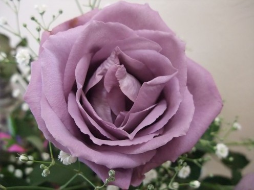 The genetically modified 'blue' rose 'Applause' which isn't really blue. 