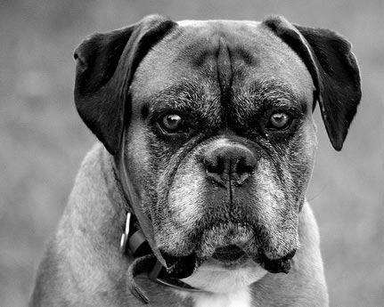 Old dogs are prone to diabetes   (Flickr Image by monkeyc.net)