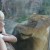 Talking to the lioness at the zoo