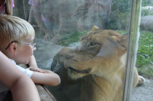 Talking to the lioness at the zoo