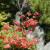 Japanese Friendship Garden San Jose CA Japanese Friendship Garden San Jose CA