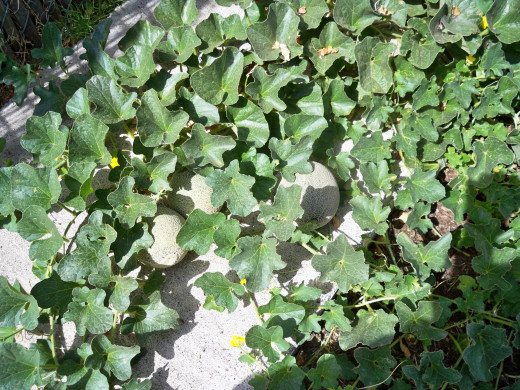 Cantaloupes hiding in the leaves